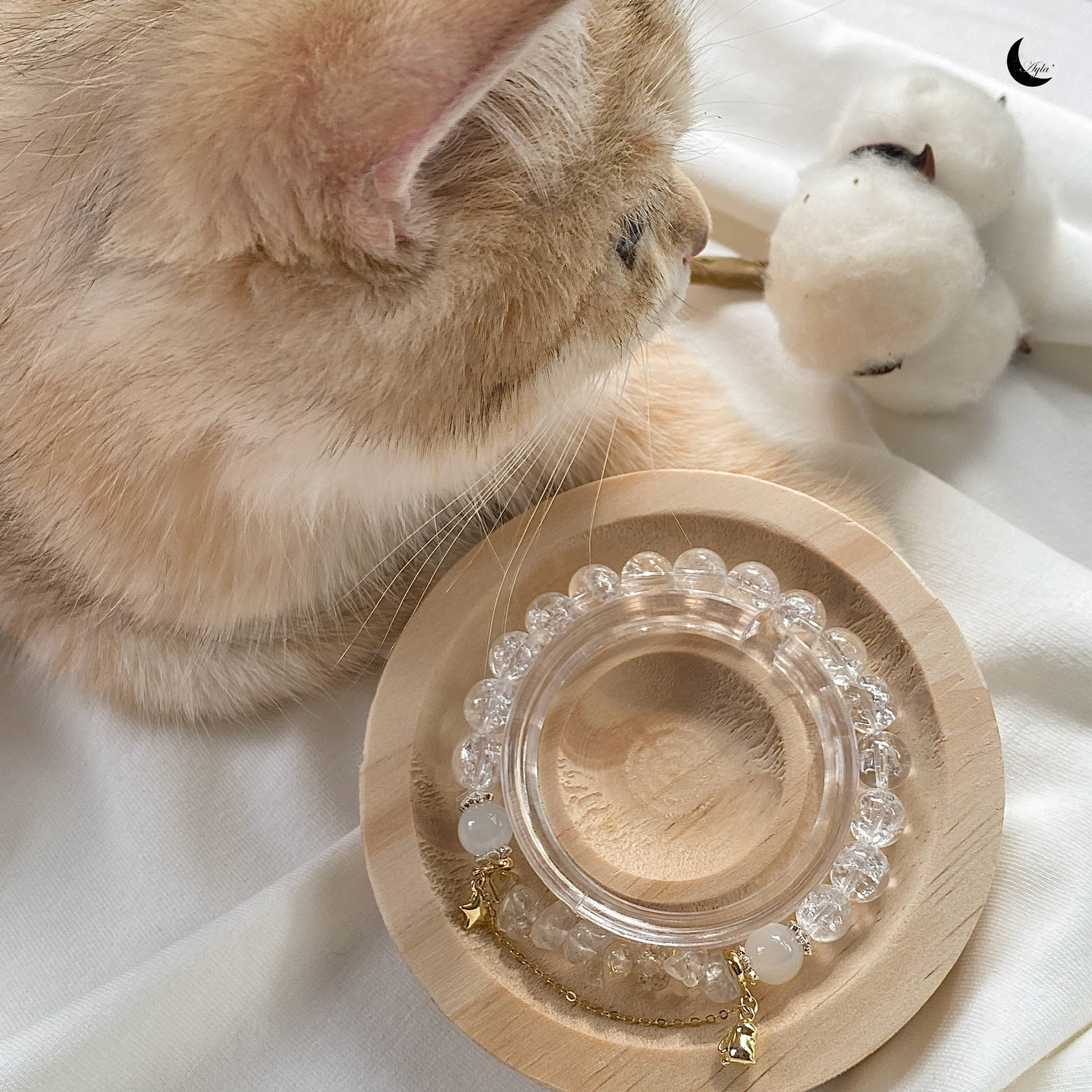 [星] 星光 Starlight